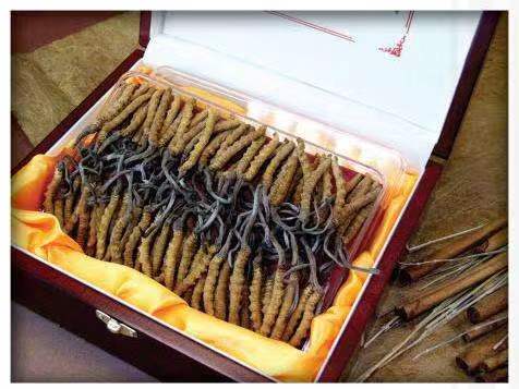 铁门关冬虫夏草回收